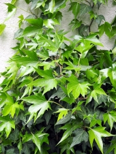 Hedera helix 'Green Ripple' 